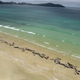 Dead whales on Mason Beach in New Zealand.